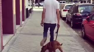 Puppy walks through mans legs