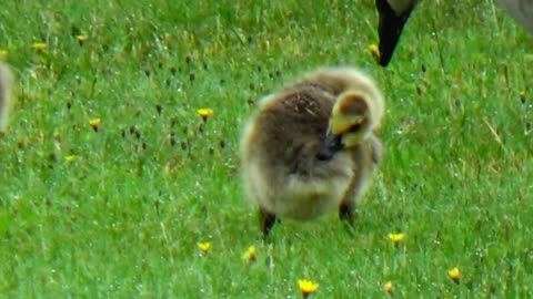 Canada Geese and Goslings