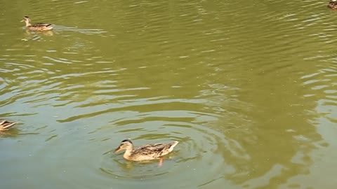 Ducks on lake video stock footage