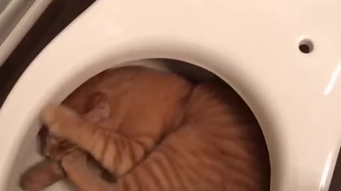 Funny cat in bathroom 2