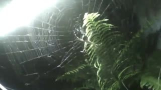 Filming a spider garden and its webs with a flashlight during the night [Nature & Animals]
