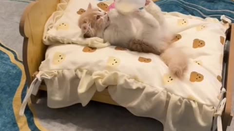 Cute cat short video