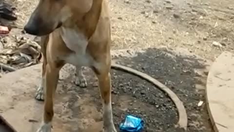 How ambitious dog is eating biscuits from above and missing something