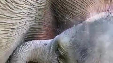 Moms given milk baby elephant