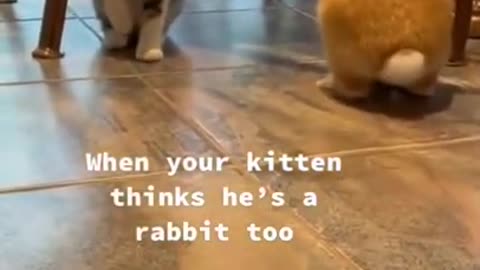 Kitten thinks he is a bunny 😍🥰😋