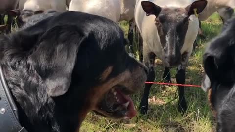 My Rottweilers meeting Sheeps for the first time 😂
