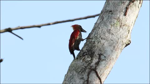 Woodpecker Bird Red Animal World