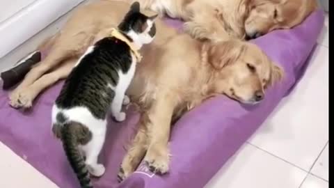 A cat sleep with two dog. See how a cat sleeps with two dogs without fear.