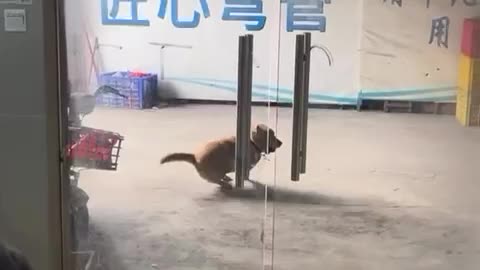 Funny Dog's Reaction