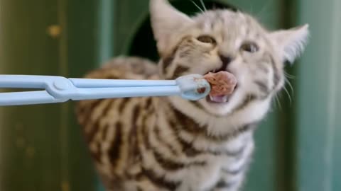 Smitten for Kittens! Black-Footed Cats Born at the San Diego Zoo Safari Park