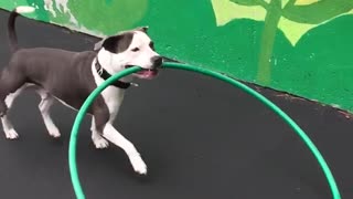 Pitbull puppy dragging green hula hoop