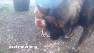 Dog and chicken are the best of friends