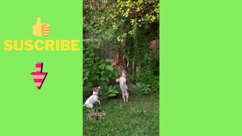 Funny Dogs jumping
