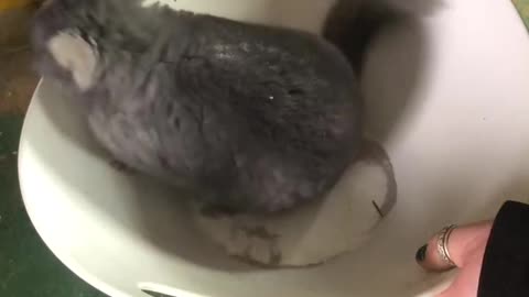 Chinchilla Bath! Never Use Water!