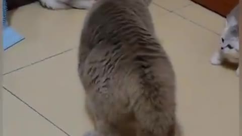 Funny Short Cat Video