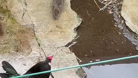 chicken vs mouse fight