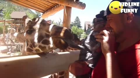 Funny animal fails in the zoo