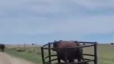 Animaux drôles | Le Taureau | Rien ne peut m'arrêter |🐂😬🙃😀