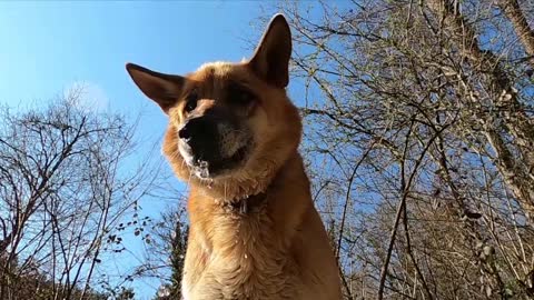 Secret life of DOG | German Shepherd driking water ultra slow motion video