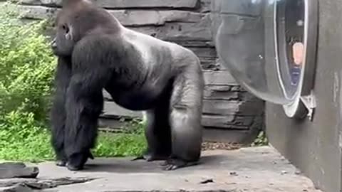 Gorilla in zoo wanting his personal space___