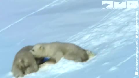 Adorably Cute Polar Bear Cubs Go Sledging!