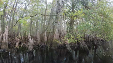 Canoeing the Withlacoochee River to Ancient Florida Indian Mounds (Part Two)
