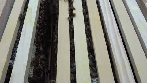 New Beehive problems, cannot find queen, no brood and on second queen