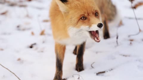 Red Fox Vulpes vulpes during the winter with the snow covered ground
