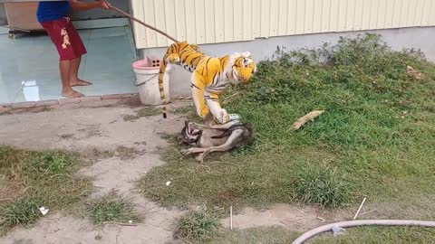 Wow Nice Fake Tiger Prank Dog!!!Prank Video 2021