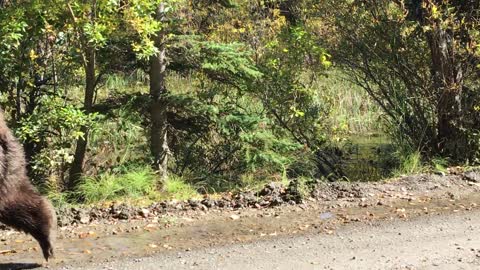 Mama Bear and Cubs Walking on Trail Close to Hikers