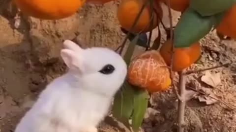 Best Funny Animal Videos of the year. Funniest animals ever. Relax with cute animals video