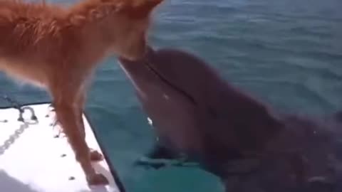 The dog fell into the sea, and the dolphin saved him