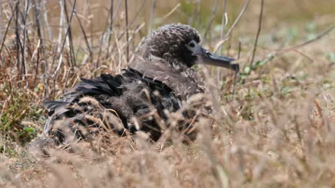 Baby Albatross at Ka'ena Point National Park, Oahu, Hawaii.