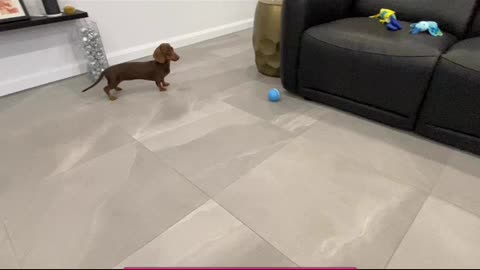 Dog excited & scared of toy self moving ball