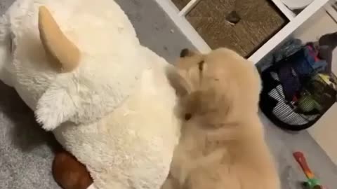 Cute little dog playing with teddy