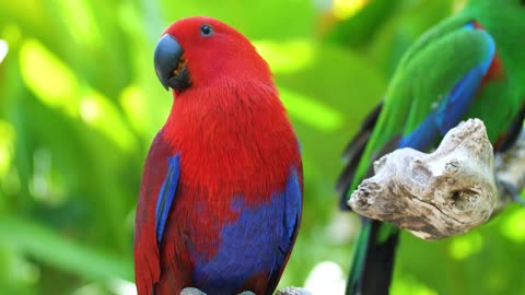 Beautiful parrots | Nature | forest