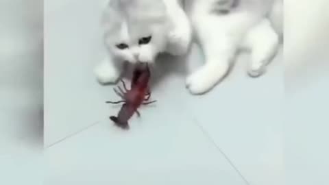 😺 funny cats video 😹