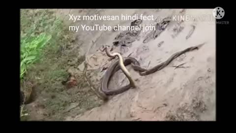 Snakes Animal videos