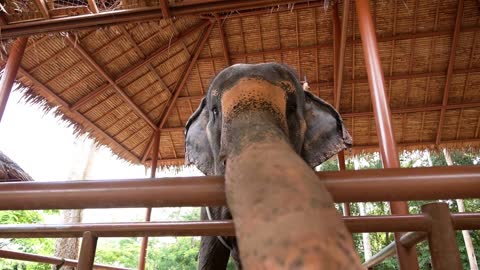 Elephant Showing Trunk