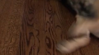 Puppy fails at learning new trick