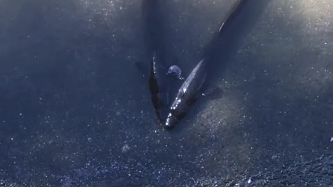 Countless Dead Fish Float in Australian Waterway