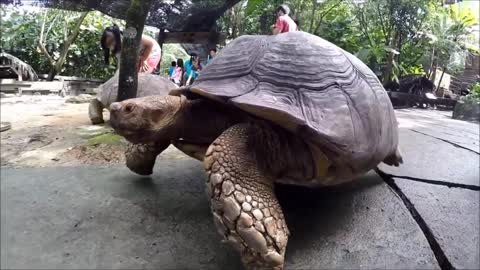 TORTOISE VIDEO