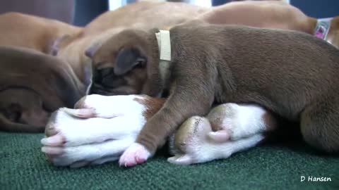 boxer dog cute 3day old puppies