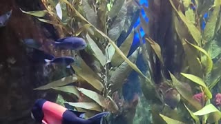 The Aquarium in Atlanta
