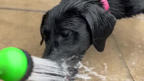 Black Lab Puppy Chomps At Water Spray