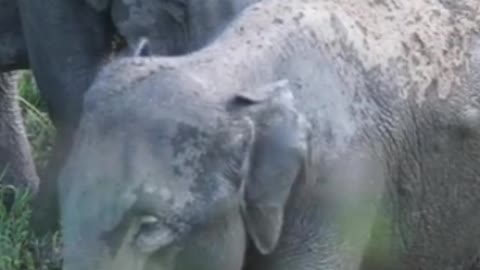 Cow and eliphant forsest zoo video compilation moment