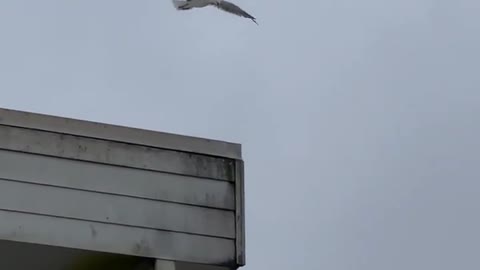 A gull windsurf