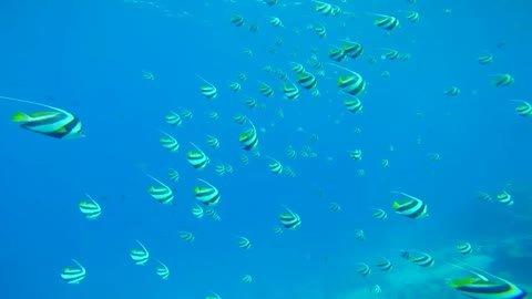 BEST SNORKELING IN THE WORLD PART 3