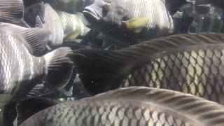 Getting Closer To Group Of Macro Fishes Under Water