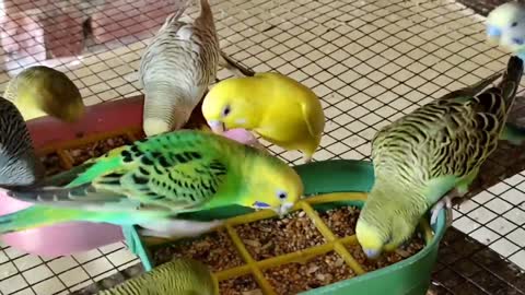 Australian Budgies Parrot Breeding Tips - Budgies Parrot Colony Cage Setup -Budgies Bird Food Listp